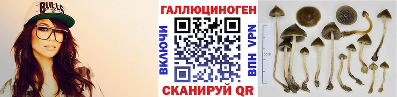 Псилоцибиновые грибы Psilocybine cubensis  Курск 